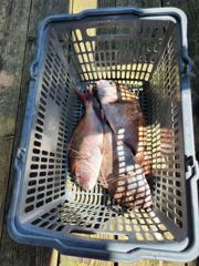 9.6 성호좌대 조황소식