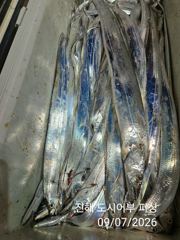 7일새벽 용가리급 내만갈치 진짜 크긴 크네요~!! 오늘 예약가능