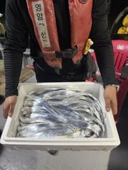 9월6일 야간 갈치낚시 조황정보 내만권 씨알좋고 마릿수좋고