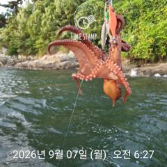13분전 [고성] 병산 9/6 감성돔35외 엄청마리수 선상배 및 선외기 흘림조황~~