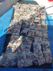 [마린스타호] 9월 6일 쭈꾸미 갑오징어 조황