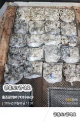 9월6일쭈꾸미출조