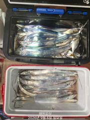 내만갈치 3지급 씨알좋아지니 손맛좋고. 오늘예약가능합니다