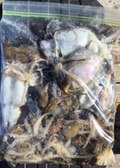 여수캐스팅피싱호 > [ 여수는 주꾸미대첩!! 주꾸미앓이중!! 150수~200수는기본!]