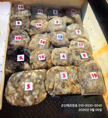 군산에프원호 6일 @쭈꾸미@ 조황입니다.수,목요일만 여유자리있습니다.예약해주세요^^