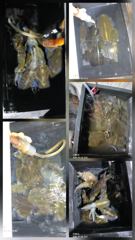 [통영] 무늬팁런...초 대박..감자~~무 까지 ..230수오버..