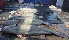 (西)서해조황 - ▶▶[카이저2호] 9월 06일 생미끼낚시 조황입니다.◀◀
