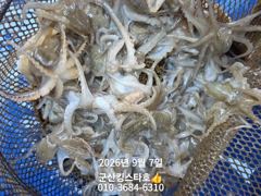 ■군산킹스타호(9/7)■쭈꾸미 실시간~(내일도 출조합니다