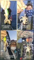 쭈.갑 먹물조황+ - 9월7일-오전 쭈꾸미 실시간 조황