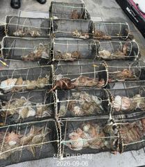 [진해] 야간문어!오늘도 포인트로 직항합니다~오늘예약가능