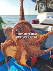 7일,주간 왕문어 평균 싸이즈 부쩍커졌다~진짜 해볼만 합니다~10분 대박~싸이즈 굿, 마릿수 굿~내일부터 본격출조합니다~~~군산낚시프라자 챔피언호