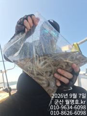 (西)서해조황 - 7일, 군산쭈꾸미~오전반 망탱이 대박~오늘 야간 늦은 오후반 꽃게 갑니다~~~~군산낚시프라자 월명호