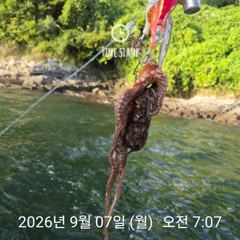 택배용 문어 잡기