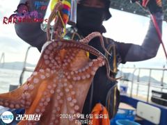 (南)남해조황 - 6일야간문어 화.수.목.예약가능 덩치들 잡으로 가즈아 ~