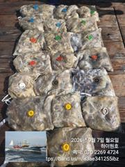 7일, 군산쭈꾸미~점점 좋아지는 쭈구미조황~~군산낚시프라자 하이원호