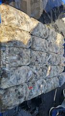 [루시호]9/7 쭈꾸미 대박 조황 입니다 잘 나오네요~