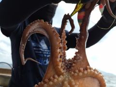 [진해] 문어 연속호조황k급10여수외 두자리 마리수까지 좋습니다!! (…