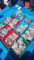 쭈.갑 먹물조황+ - 9/7(월)무창포 엔조이호 쭈꾸미 출조 대~~박조황 010-7434-0058