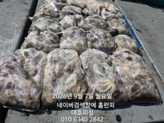 군산 대호피싱 쭈꾸미보다 문어를