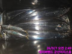 군산갈치 잘나옵니다