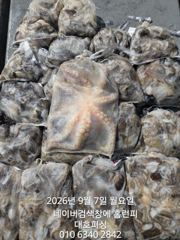 (西)서해조황 - 군산 대호피싱 쭈꾸미와 문어 그리고갑오징어