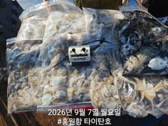 [쭈갑조황] [홍원항 타이탄호] 9월7일(월) 괜찮게 나와준 쭈꾸미 조황