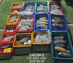 팁런무늬오징어 7일 월요일 출조조황 입니다