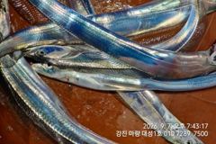 7일 출항 8일 입항. 마량대성1호 갈치조황