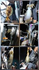 (南)남해조황 - 무늬팁런 연일 대박조황.....140수 오버...무시,무시...