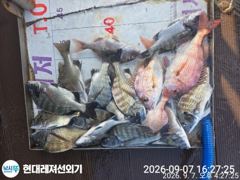 [통영] 통영현대레저)감성돔 참돔 마릿수