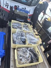 조황정보 - 26년 9월 7일 쭈꾸미 조황 - 영목항 차부낚시,선상낚시 출조