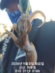 9월 8일 쭈꾸미 실시간 조항 ~ ☆