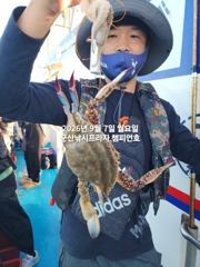 군산 살이 꽉찬 가을 "꽃게"가 다시 왔어요~낚아낸 꽃게 반,떨어진 꽃게 반~~ㅎㅎ~늦은 오후반 4시간조황~군산낚시프라자 챔피언호