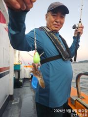 9월8일 군산 강남호 쭈꾸미 실시간 조황