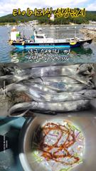 [마산] 구산면 타이거 칼치