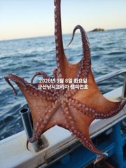 7일, 부쩍커졌다~ 군산 문어들~주간에 낚이는 문어들~제대로 나…