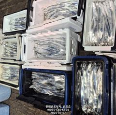 [진해] 내만갈치,커진 씨알로 마릿수 많이 나오네요.오늘출항(화,수,목~…