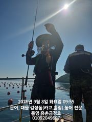 통영 금정호 오전문어선상 실시간 손맛 좋습니다 오늘 오후문어 자…