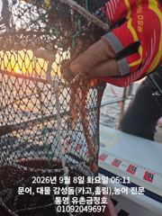 [통영] 통영 금정호 오전문어선상 실시간 손맛 좋습니다 오늘 오후문어 자…