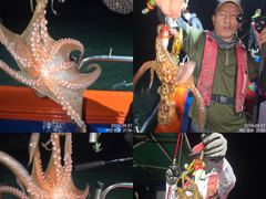 [진해] 7일 조항.오늘도 마리수 잡고온 야간~돌문어 잡으러 출조 갑니다…
