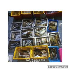 [통영] 무늬팁런!!#55번째 170여수~~
