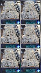 출조안내 - 텐빈/텐야 대치들 3지4지 쓸어담으로(금요일/일요일예약가능