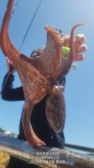 오늘밤12시집결ㆍ문어자리가능ㆍ,느나느나마리수굿