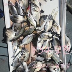 [고성] 8일 감성돔 흘림 조황입니다.