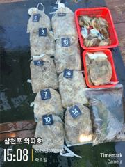 화요일 쭈꾸미 조황입니다