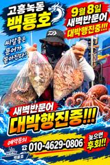 8화요일 새벽문어낚시 조황정보,사진