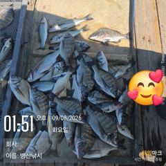 [고성] 병산 9/8 감성돔35외 마리수 선상배 및선외기 흘림조황~~