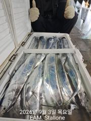 출조안내 - [부산공항낚시] 금요일/월요일(11일,14일)오전9시"여수먼바다 왕갈치 출조합니다