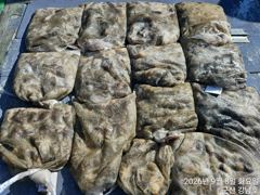 [군산] 9월 8일 군산 강남호 쭈꾸미 망탱이 조황 (9수요일 주꾸미 예…
