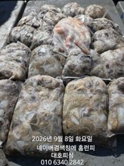 대호피싱 쭈꾸미 대박치고 왔어요 문어는 보너스로 나오네요